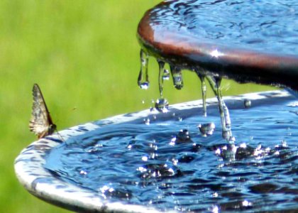 Butterfly drinking photo