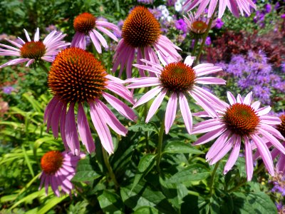 Coneflowers