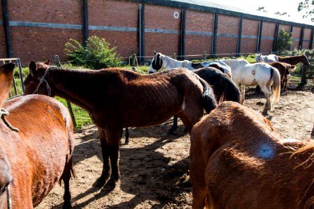 16.05.2019 Adoção Cavalos - Fotos Igor Sobral (5)