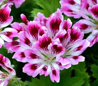 Pelargonium