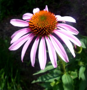Coneflower