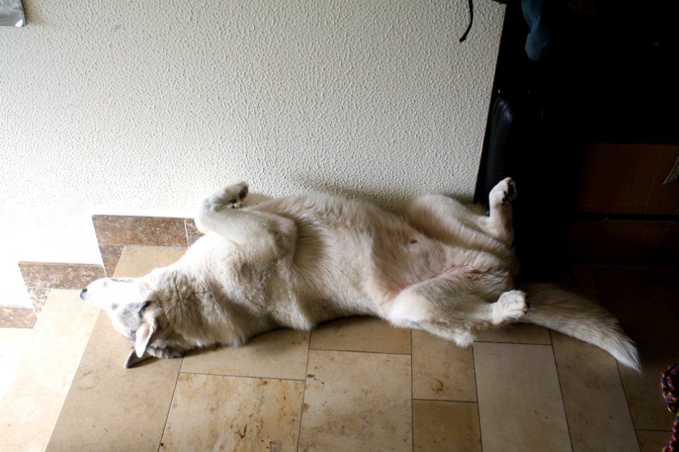 Husky