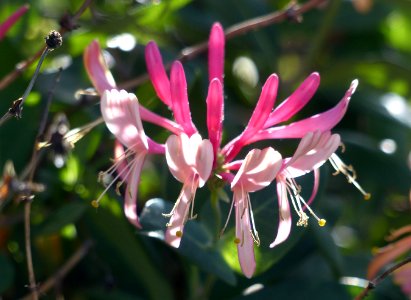 Honeysuckle