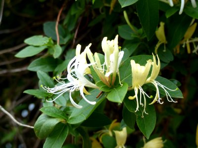 Honeysuckle
