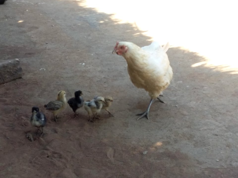 Chickens in Malawi