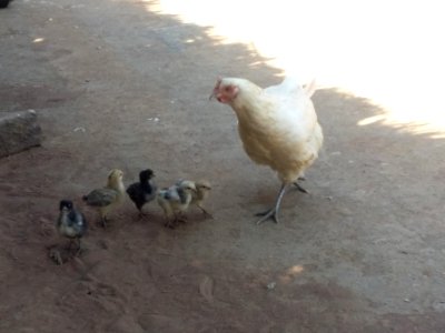 Chickens in Malawi photo