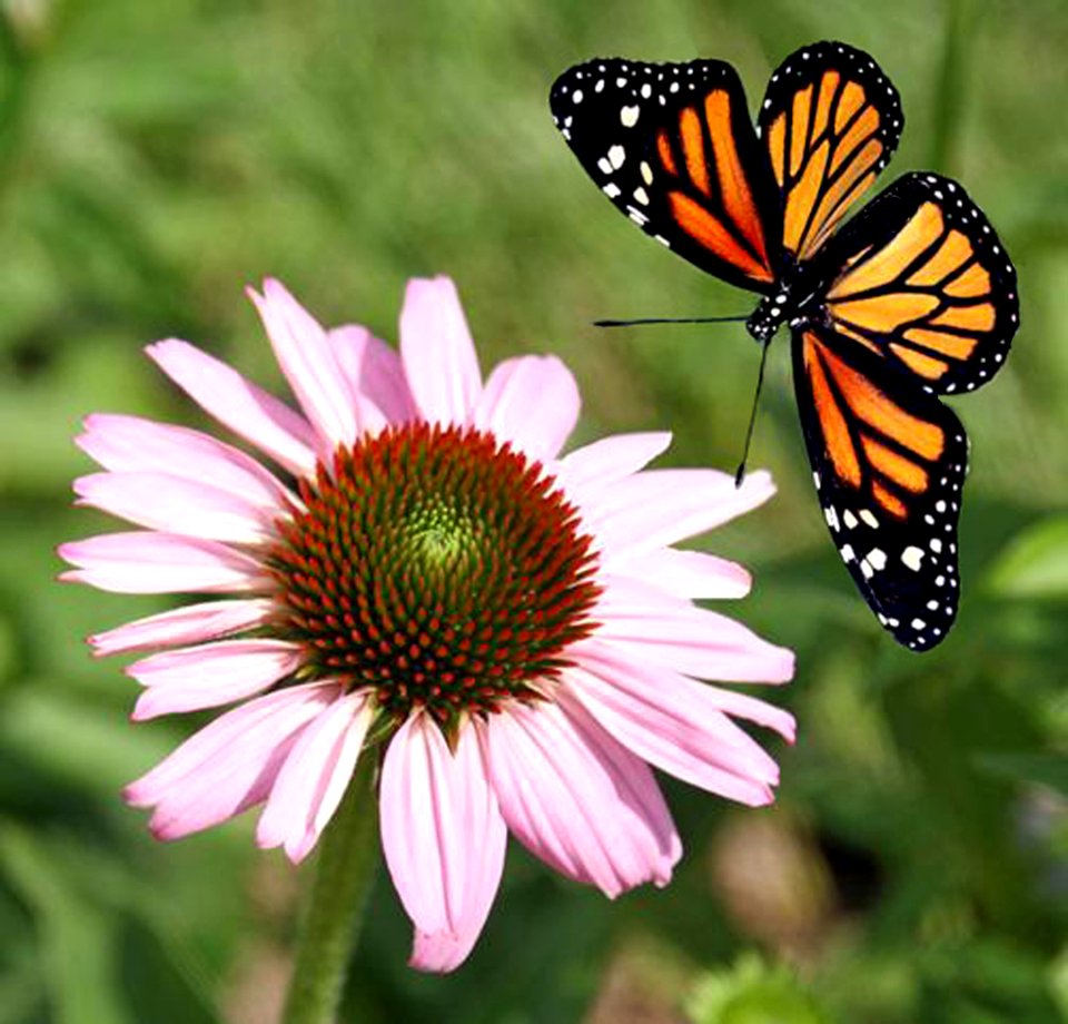 Coneflower with Monarch