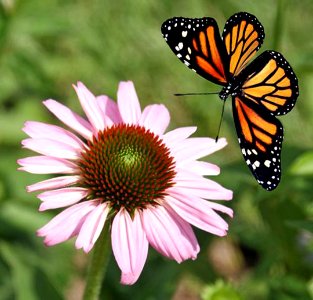 Coneflower with Monarch