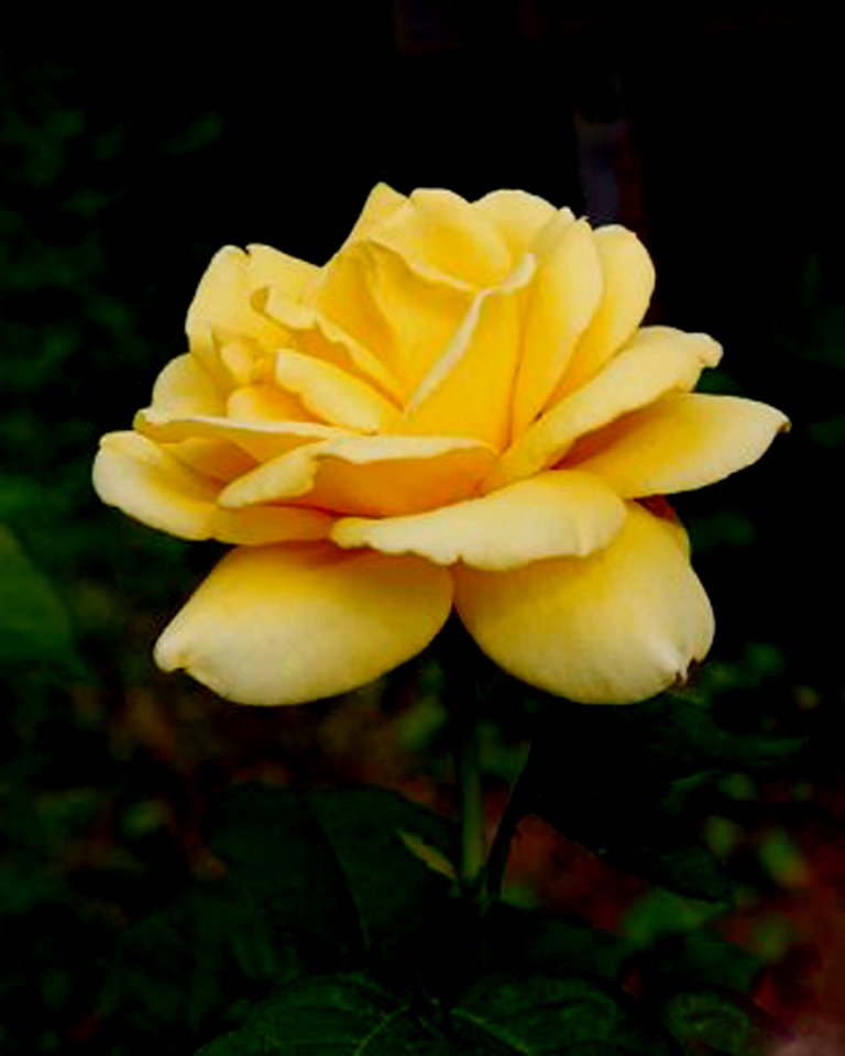 Yellow is Beautiful
