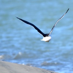 DSC 1698-crop
