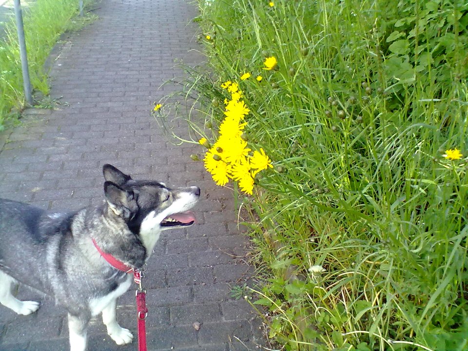 Husky with yellow flowers