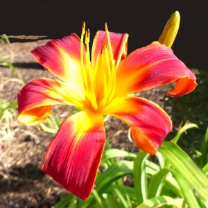 Red and Yellow Lilly photo
