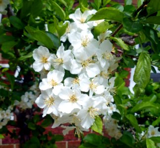 White is Beutiful