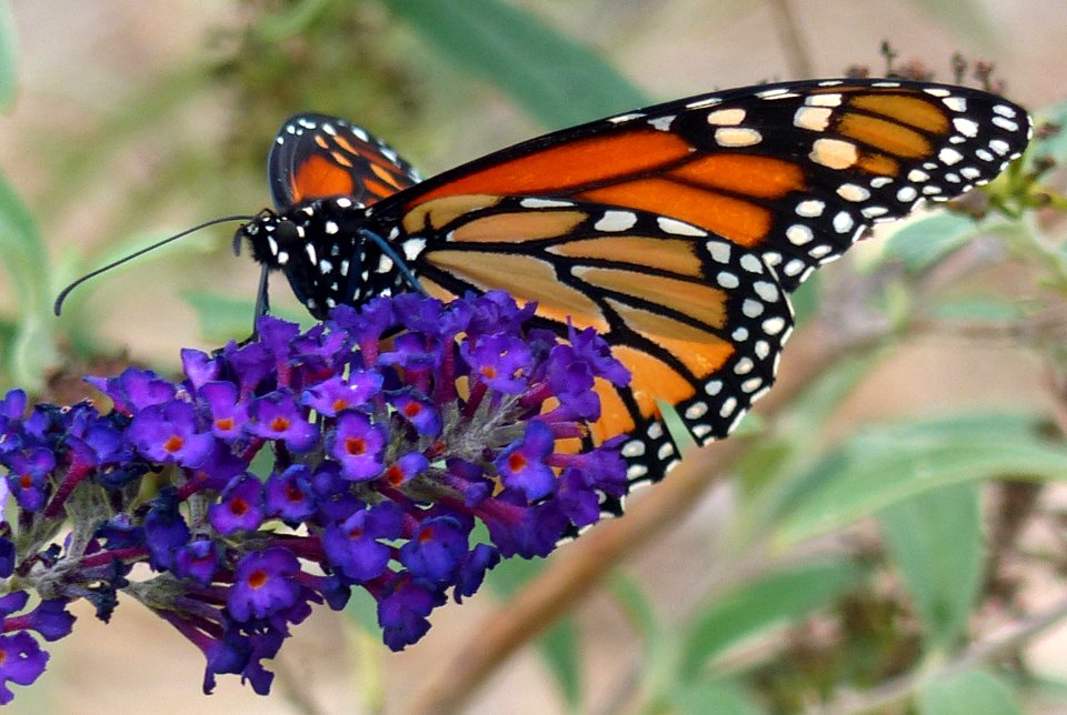 Monarch on Salvia