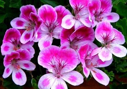 Pelargonium
