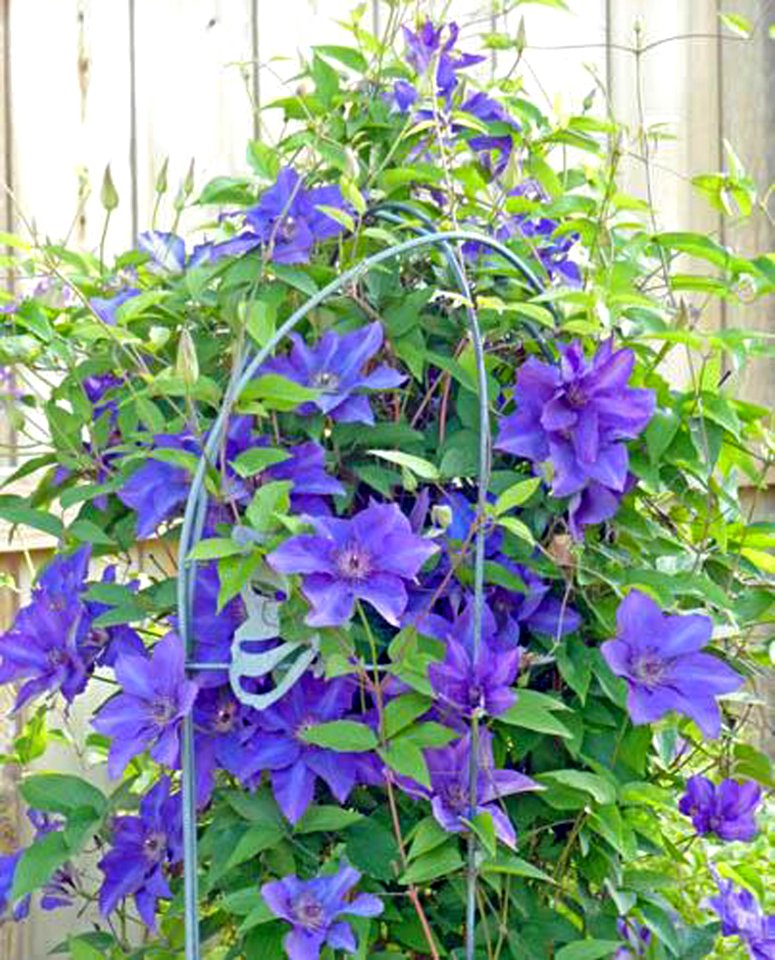 Clematis