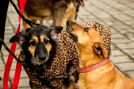 21.05.2019 - Prefeita Paula Mascarenhas realiza o lançamento do Selo Empresa Amiga dos Animais - Foto: Gustavo Vara