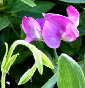 Sweet Pea