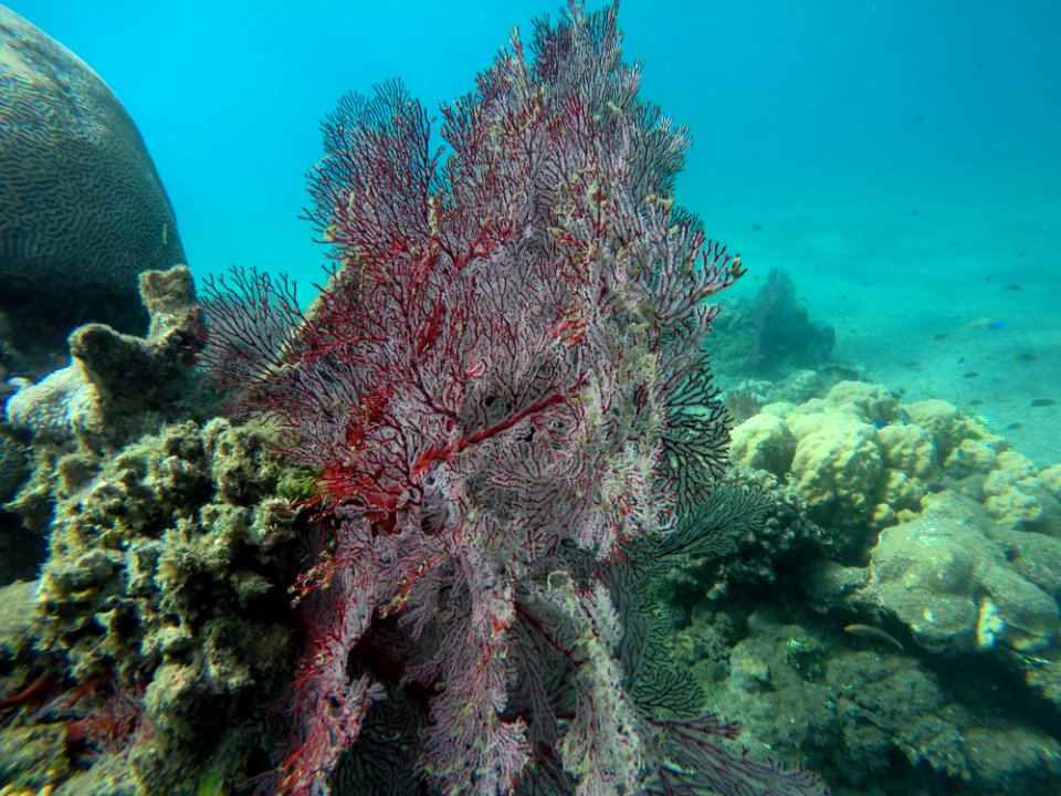 GOPR0961