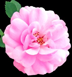 Pink and White Rose photo