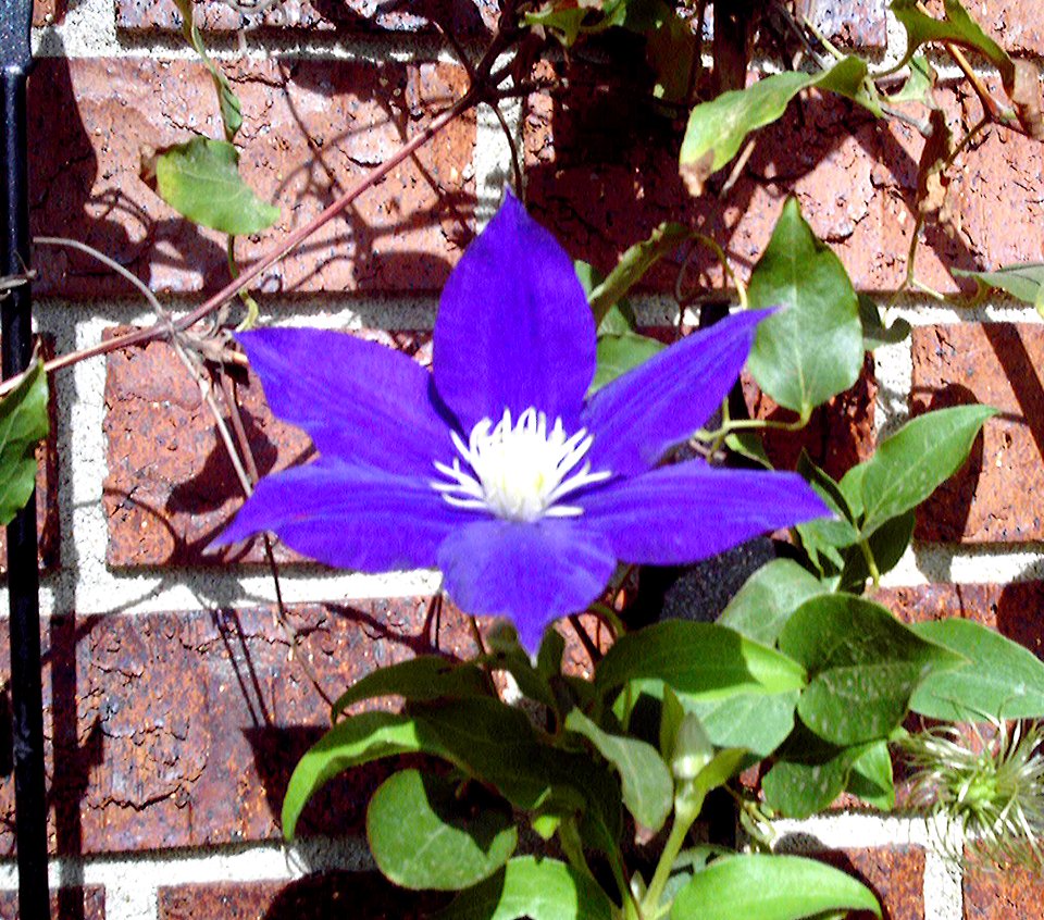 Clematis
