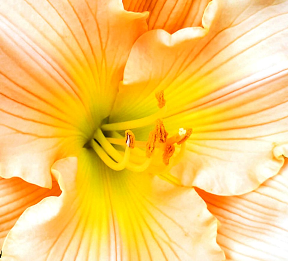 Peach Lilly photo