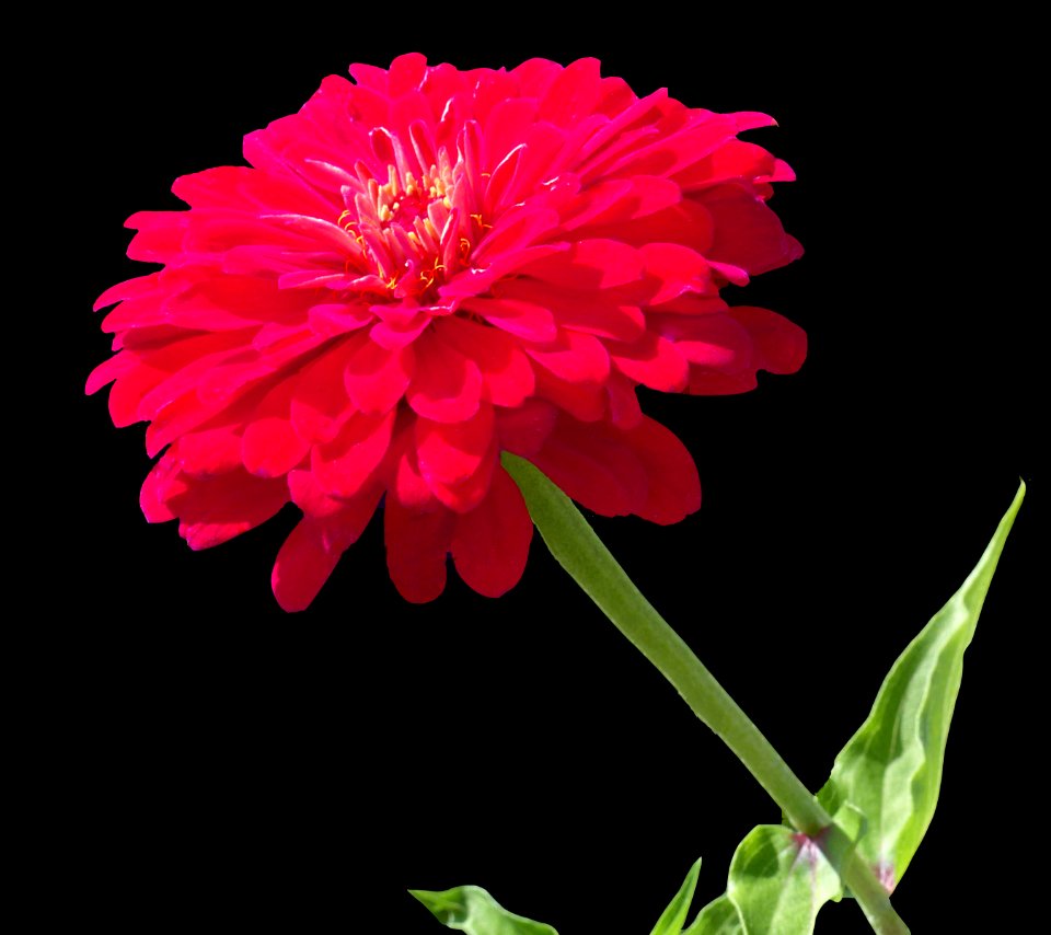 Red Zinnia