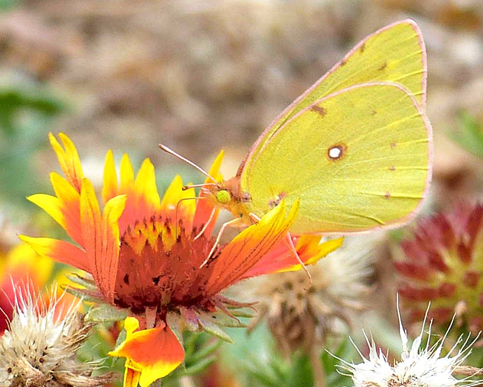 Clouded Yellow Butterfly