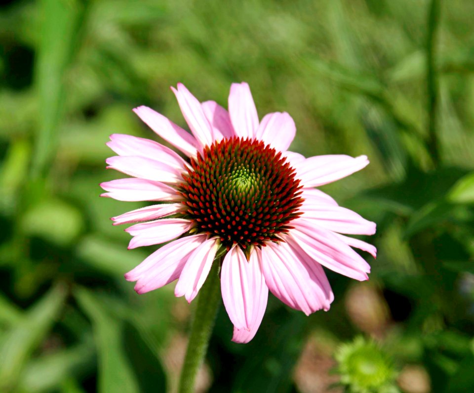 Coneflower