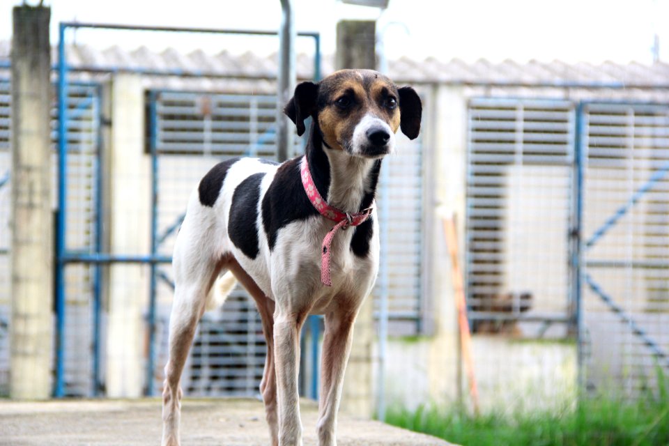 15.01.2019 - SMS - Cães para Adoção no Canil Municipal - Foto Marcel Avila