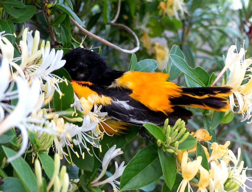 Baltimore Orole in Honeysuckle