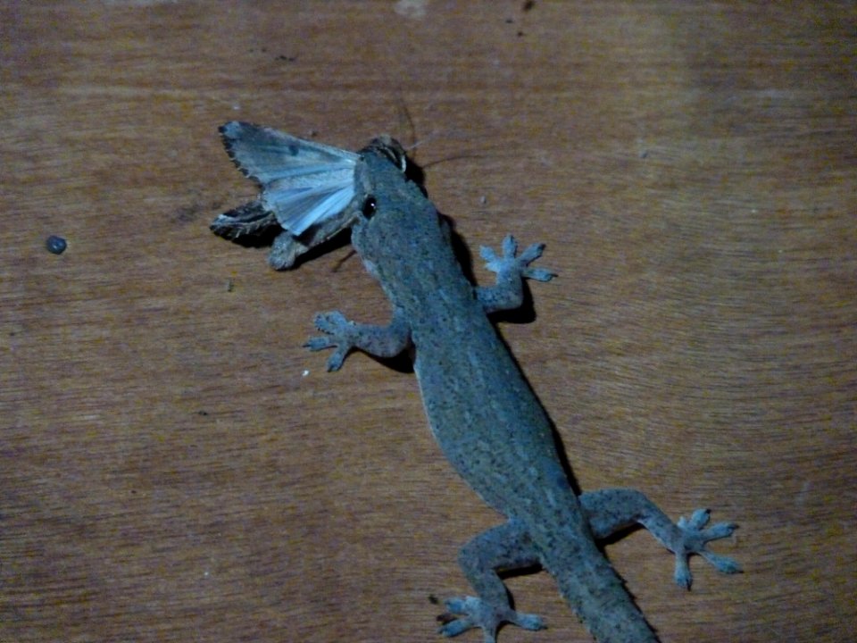 P1110084