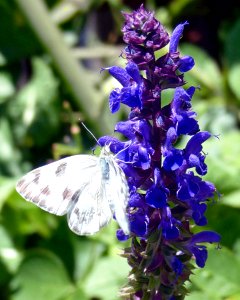 Salvia with white butterfly photo
