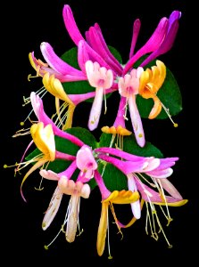 Honeysuckle