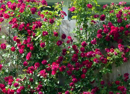 Red Roses attached with gardening twine and sturdy twists