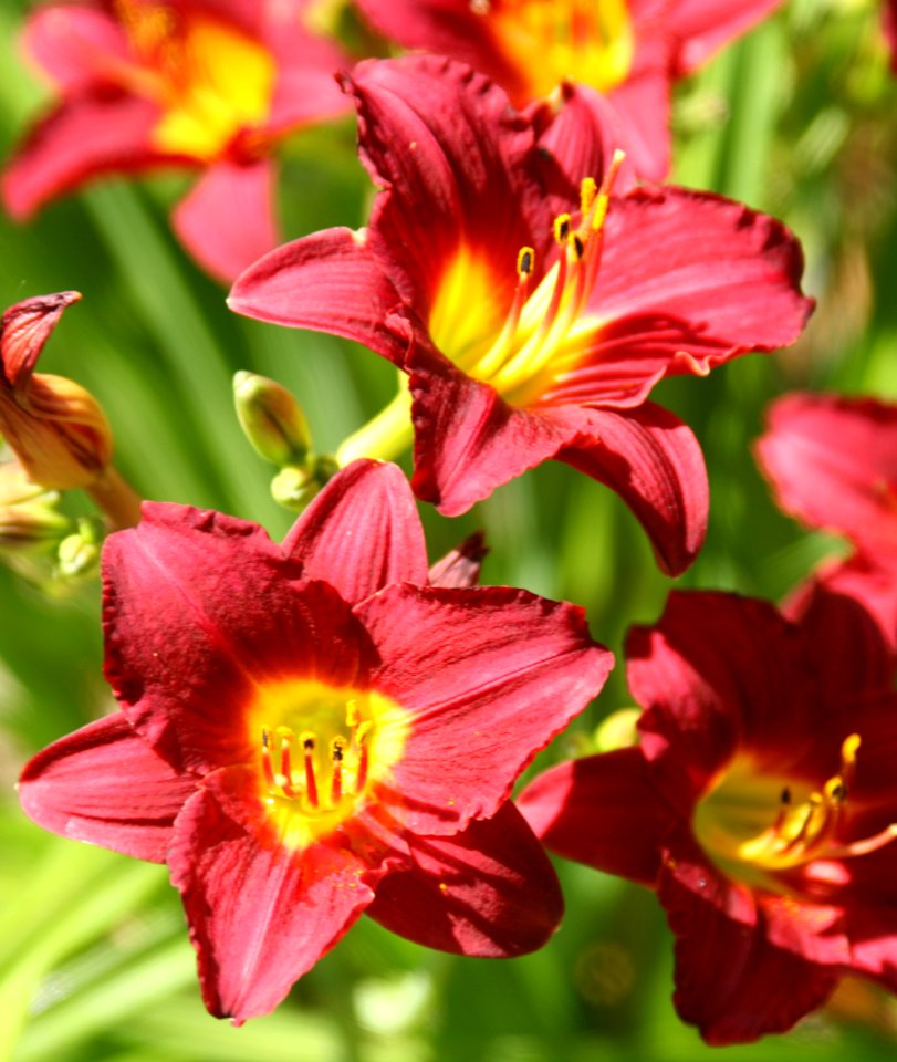 Red and Yellow Lillies
