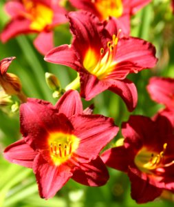 Red and Yellow Lillies
