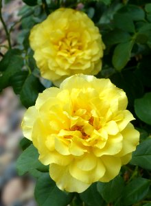 Yellow Roses photo