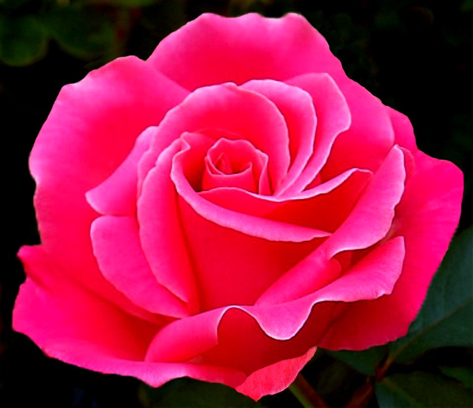 Red Rose