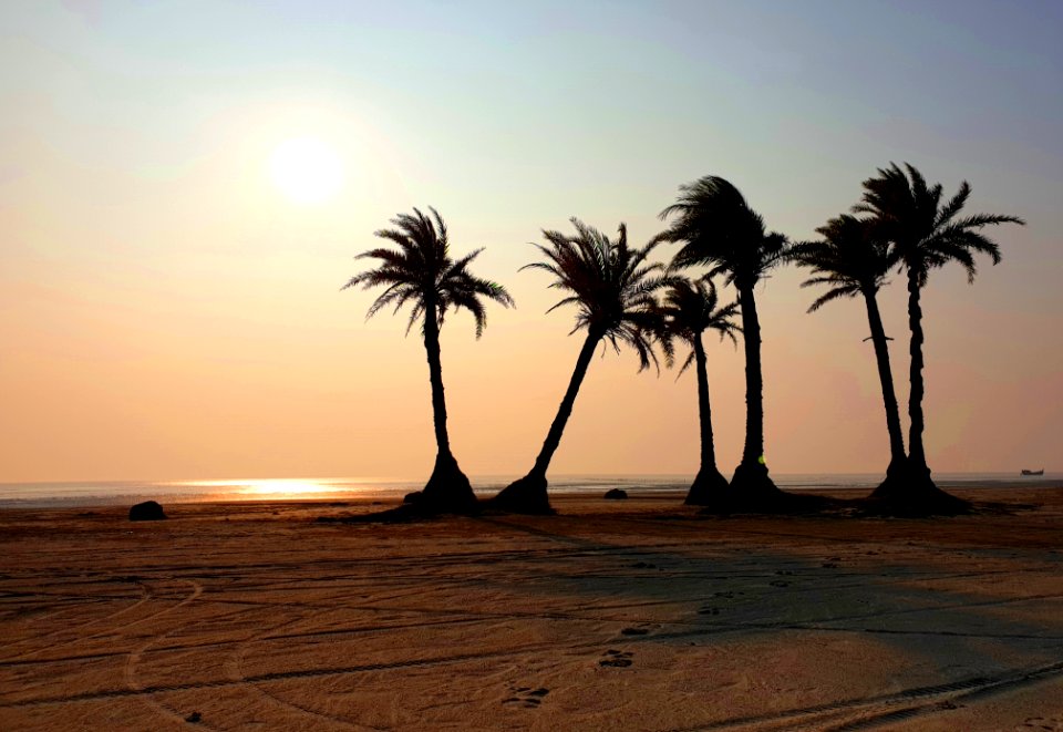 Date Trees Worshiping The Sun
