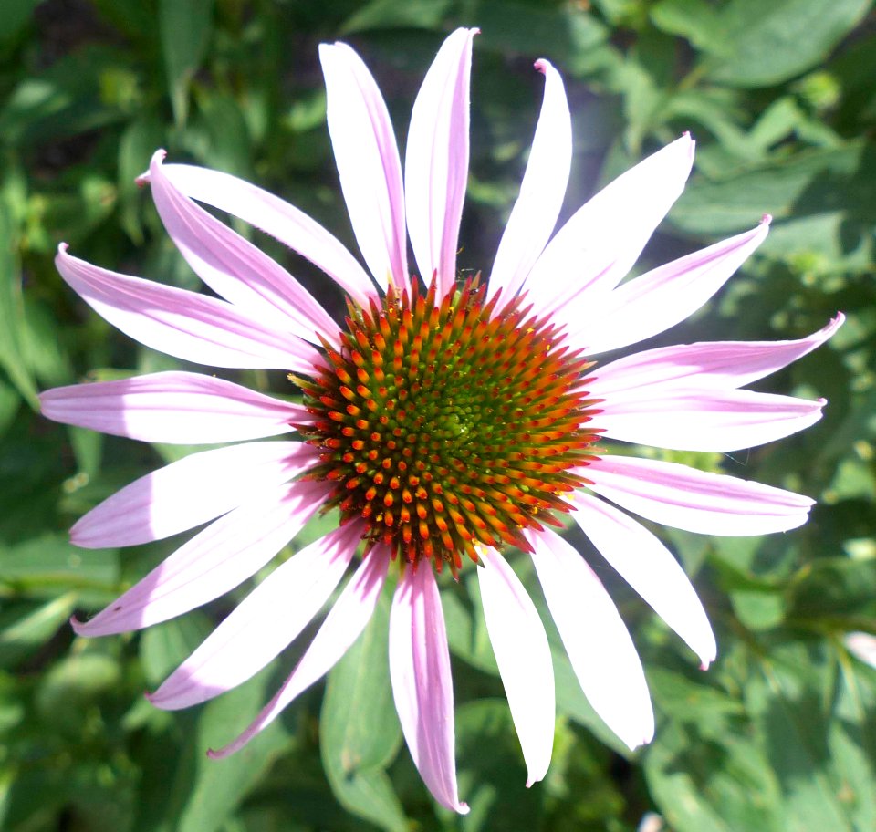 Coneflower