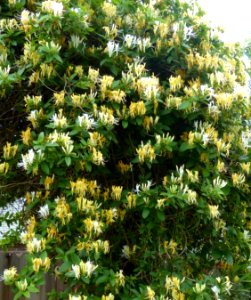 Honeysuckle