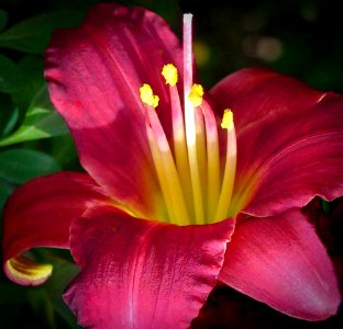 Red Lilly photo