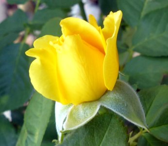 Yellow Rosebud photo