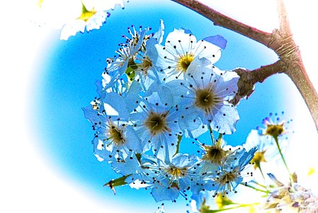 DSC08522-translucent-blue