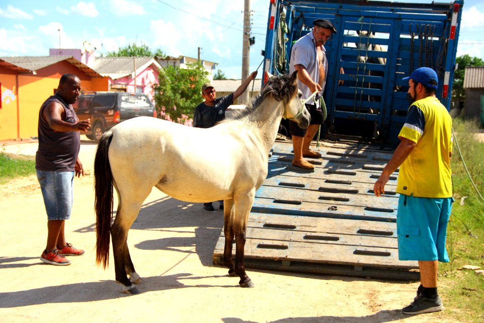 28.01.2019 - SSUI - Apreensão Cavalos Colônia Z-3 - Foto Marcel Avila