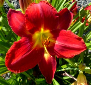 Red Lilly photo