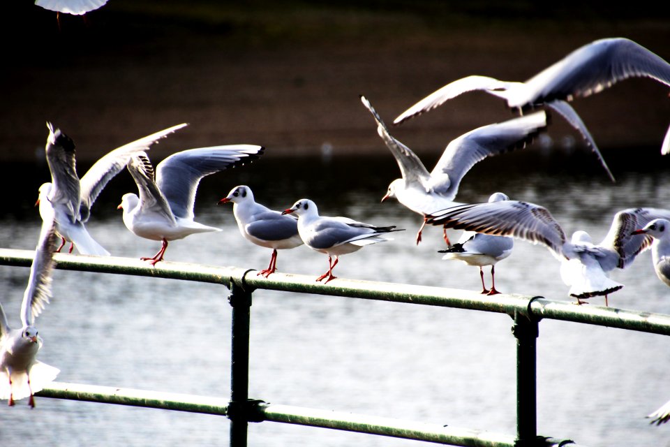 Edgbaston-Reservoir-seaguls2