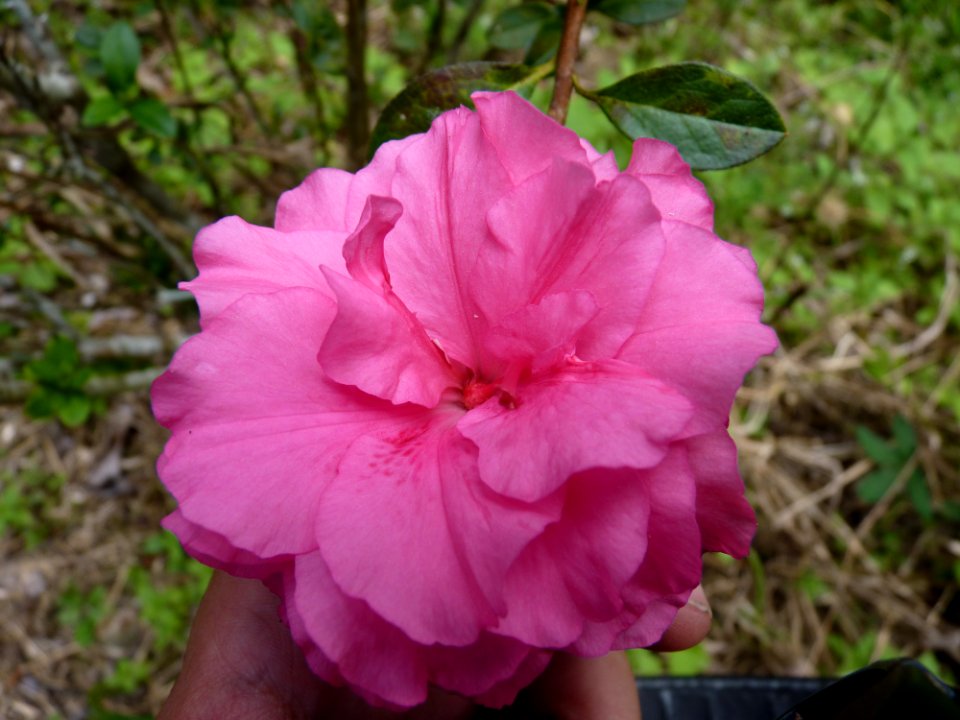 P1110603