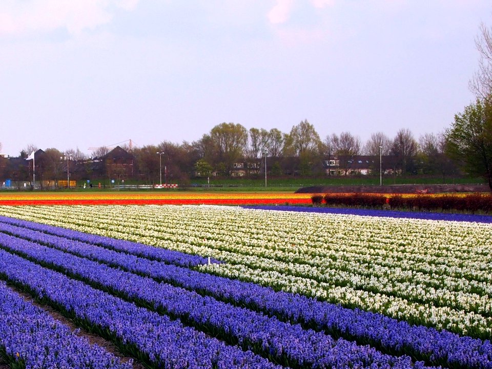 Tulip Field